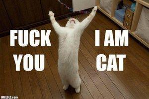 Consider, dont fuck with this cat like Phrase dont fuck with this cat apologise, but